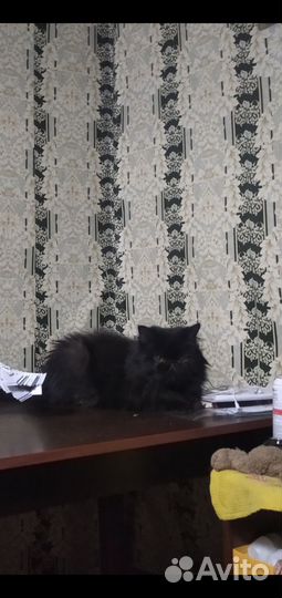 Потерялся кот