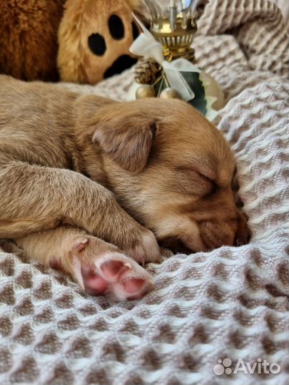 Сладкая булочка