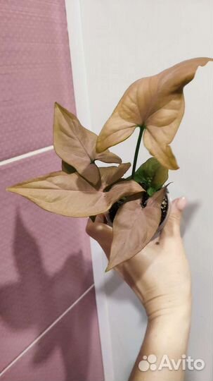 Сингониум розовый