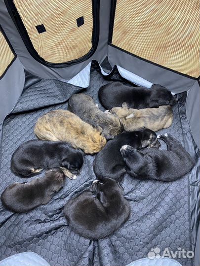 Щенки питбультерьера