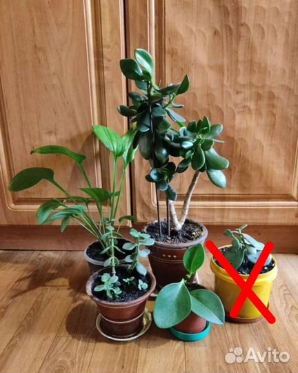 Комнатные растения