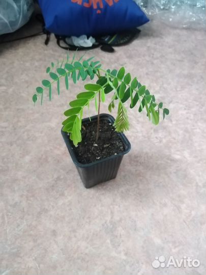 Тамаринд семена