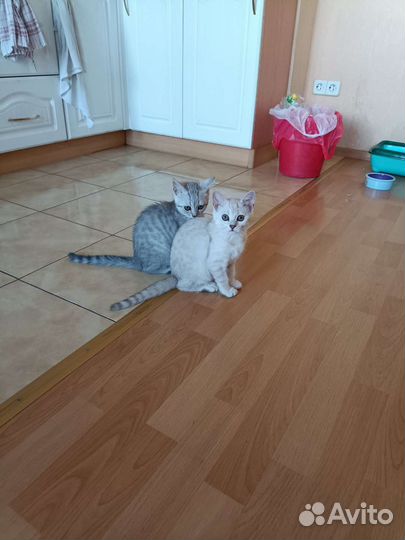 Британские котята