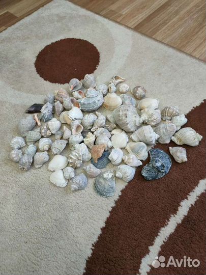 Ракушки с черного моря