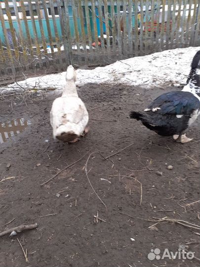 Индоутки,семья