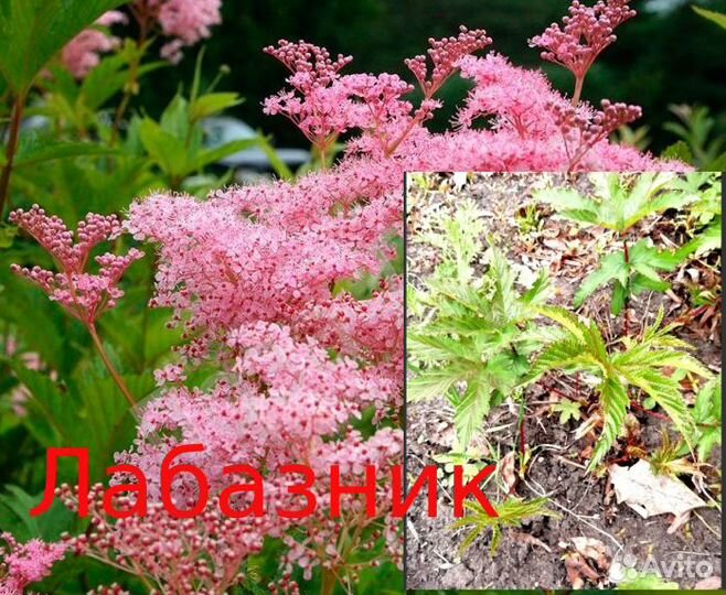 Многолетники для сада цветы Часть 2