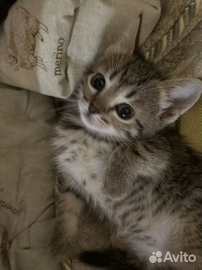 Британская кошка