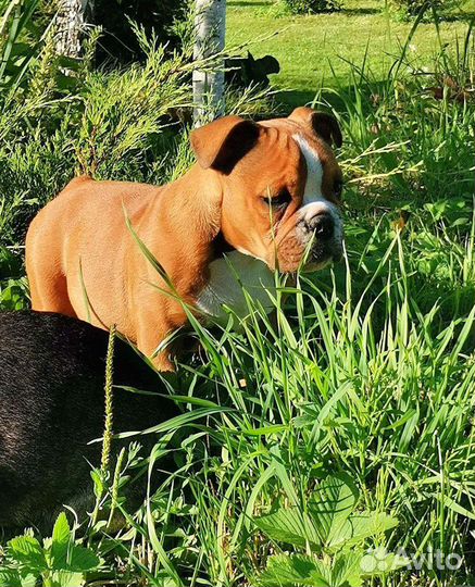 Английский бульдог