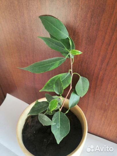 Фикус бенджамина