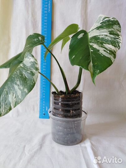 Монстера Альба