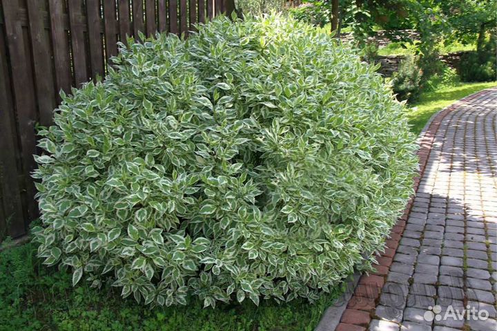 Дёрен пестролис,Хоста,Гибискус,Лилейник,Дек.лук