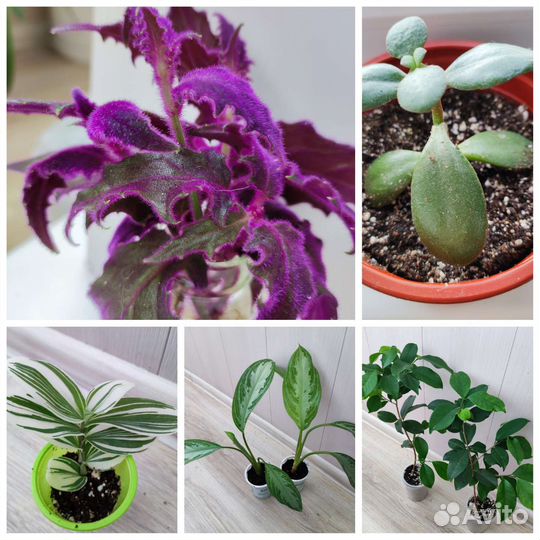 Фиалки, Фикусы, Цикламены, Аглаонема, Пеларгонии