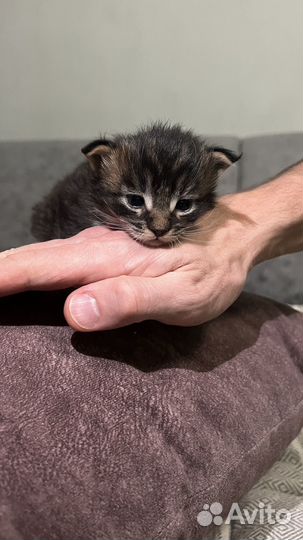 Котенок Мейн-Кун