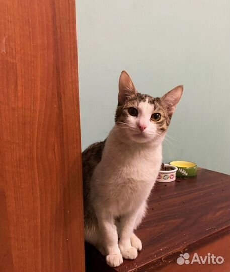 Кот котёнок очень ласковый бесплатно