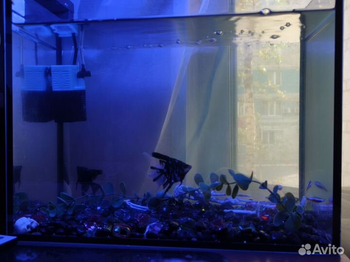 Аквариум