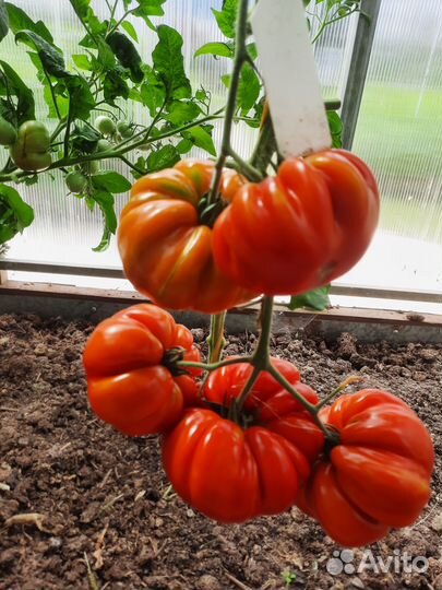 Семена томатов