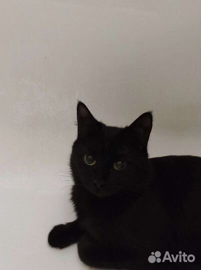 Кошка на доброе руку