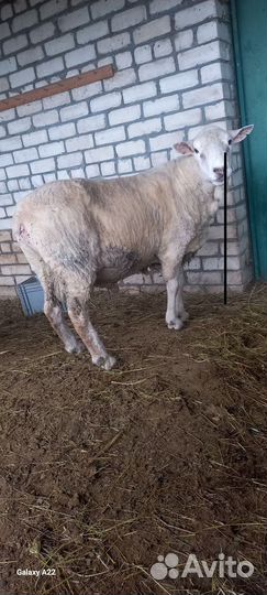 Баран тексель