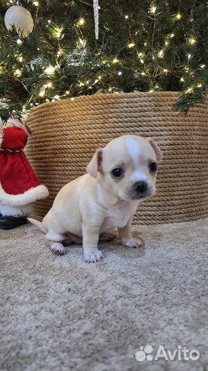 Щенки чихуахуа девочки