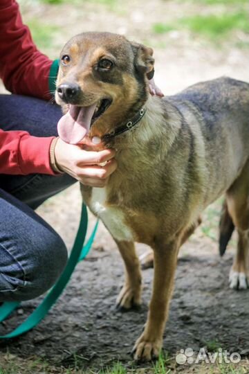 Маленькая ласковая собачка Ирма