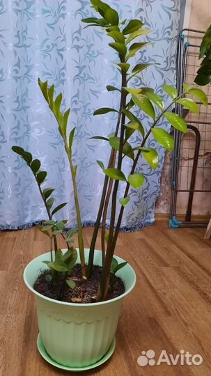 Замиокулькас