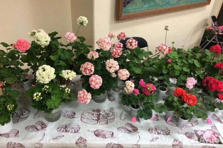 Комнатные цветы