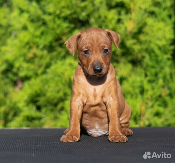 Щенки цвергпинчера