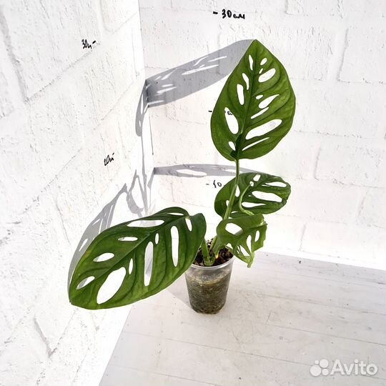 Монстера манки маск