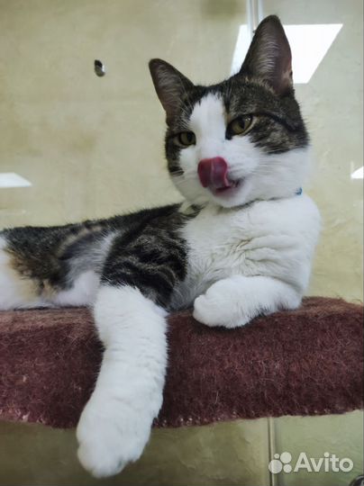 Отель для котов Котангенс