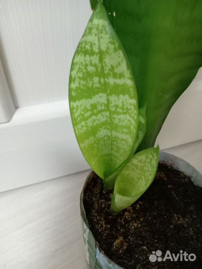 Сансевиерия разные