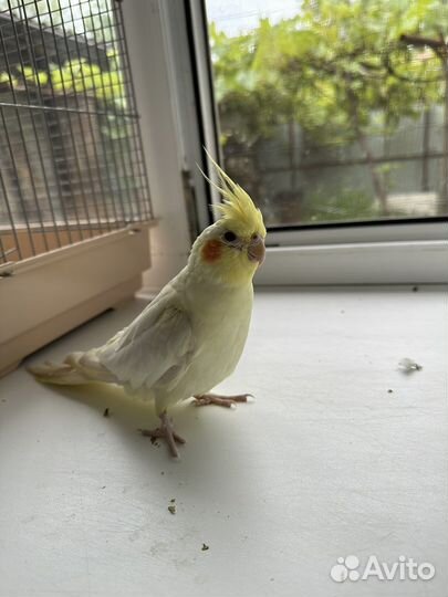 Попугай корелла