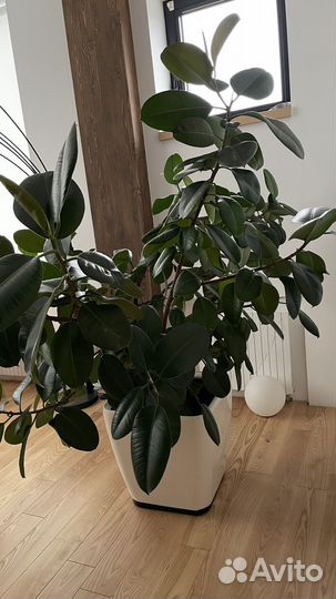 Фикус каучуконосный