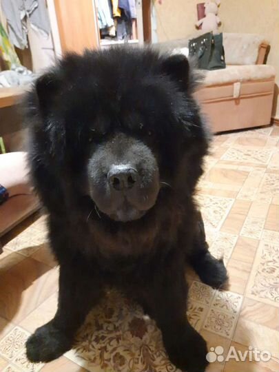 Кобель чау-чау вязка