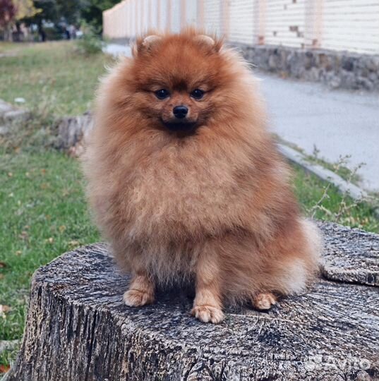 Породный, опытный кобель шпица, приглашает дам на