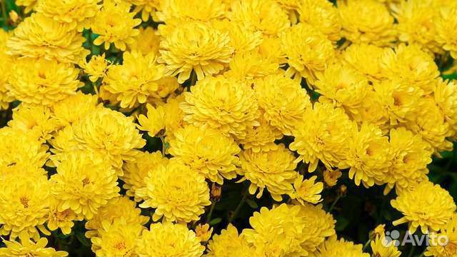 Хризантемы,пионы,Бузульник