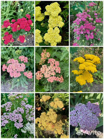 Семена тысячелистника (ахиллеи)