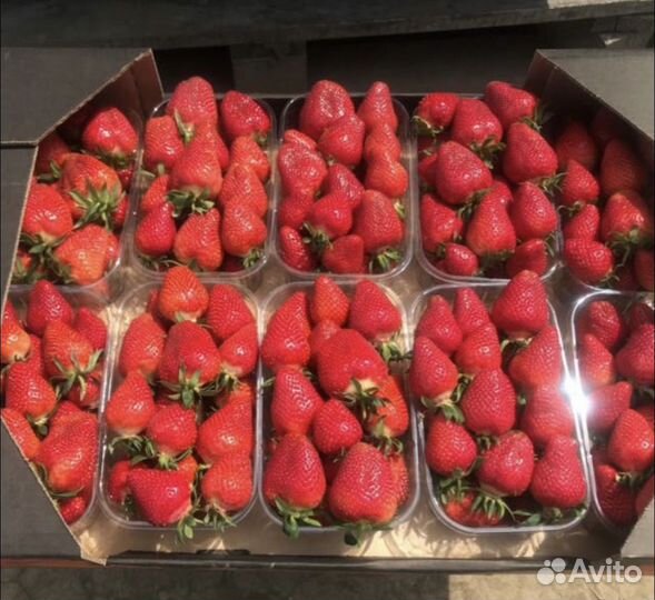 Клубника от производителя