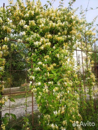 Каприфоль, для вертикального озеленения цв