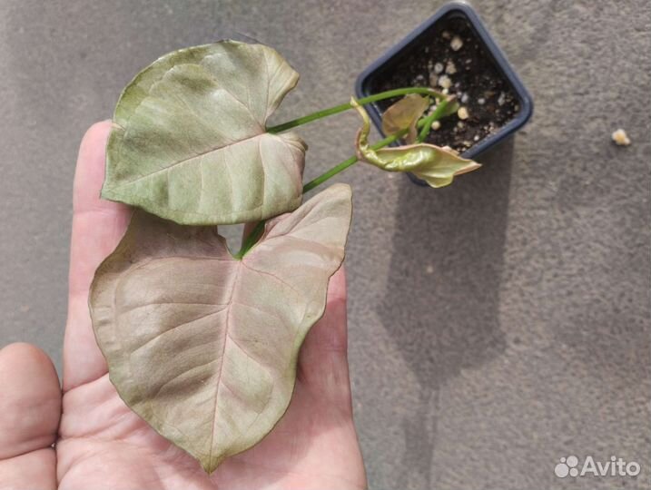 Сингониумы и эпипренумы (сциндапсусы)