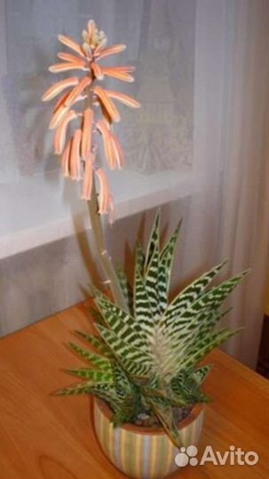 Алоэ пёстрое