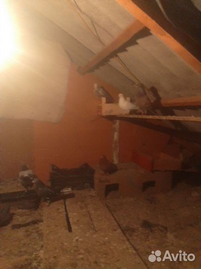 Голуби бойные с лётом с боем