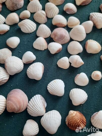 Морские ракушки раковины