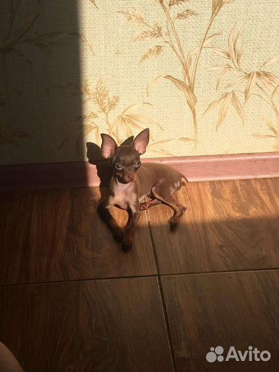 Мини той-терьер вязка