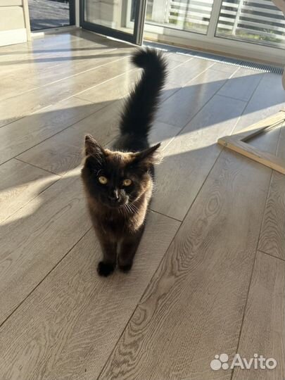 Котенок в добрые руки