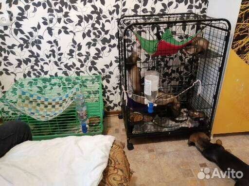 Передержка домашних животных