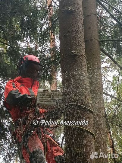 Удаление, спил, вырубка деревьев на участке