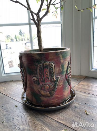 Гранатовое дерево карликовый гранат