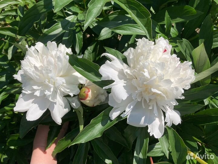 Пион Festiva Maksima