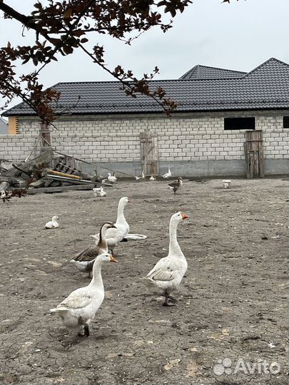 Гуси, утки