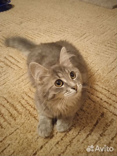 Молодая кошечка. 7 месяцев